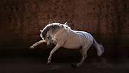 Andalusian Horse--Andalusian Strike