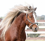 Gypsy Horse