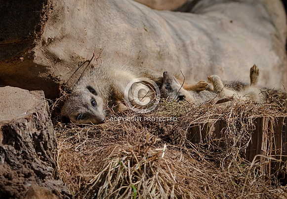 Young Meerkats Young Meerkats