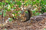 Fox Squirrel - 3/4 Broadside