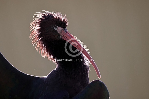 Puna-ibis (Plegadis ridgwayi)