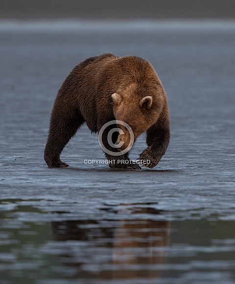 Bear casting a reflection in the wet mud Bear casting a reflection in the wet mud