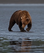Bear casting a reflection in the wet mud