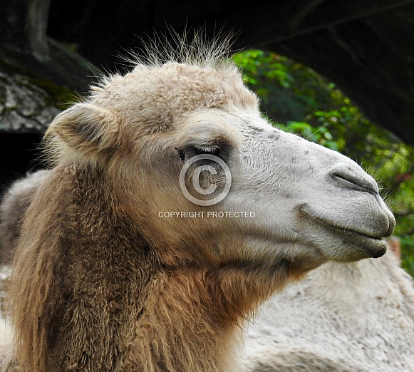 Dromedary Camel