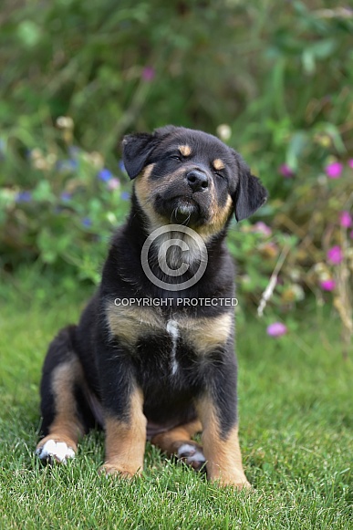Puppy (mixed breed) Puppy (mixed breed)