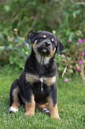 Puppy (mixed breed)