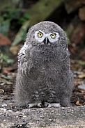 Snow owl (Bubo scandiacus)