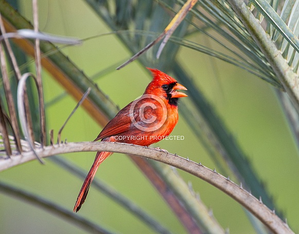 Male Northern Cardinal - Cardinalis cardinalis - Perched on dead palm frond, relaxed with mouth open while calling.