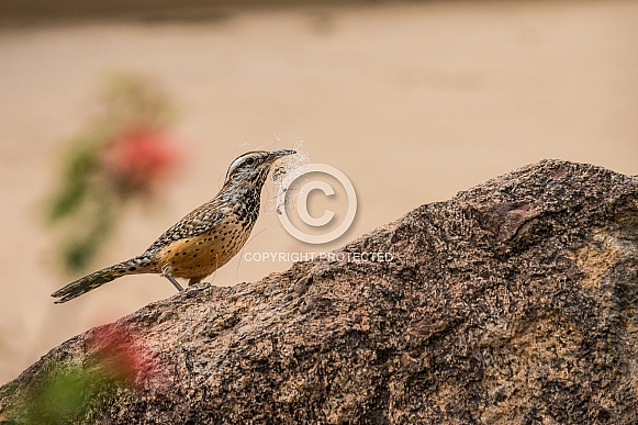 Cactus Wren Cactus Wren