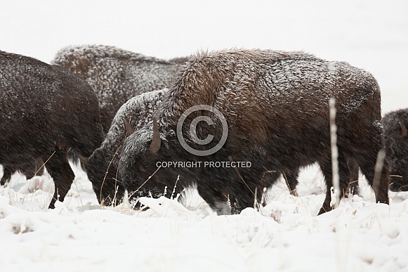 Bos bison, American bison Bos bison, American bison