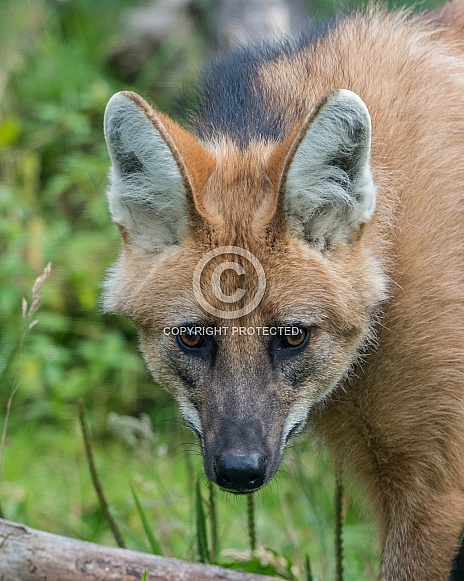 Maned Wolf Maned Wolf