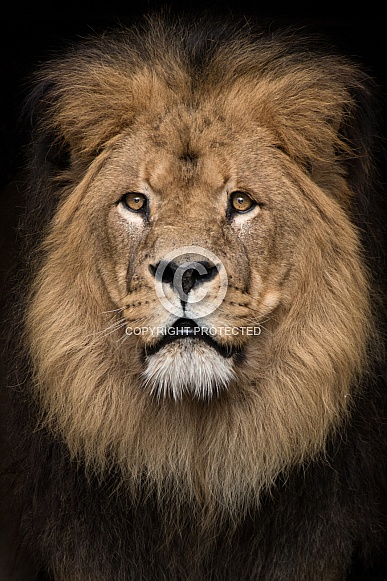 African Lion (Panthera Leo)