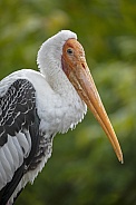 Painted stork (Mycteria Leucocephala)