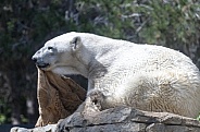 Polar bear chewing on a burlap sack