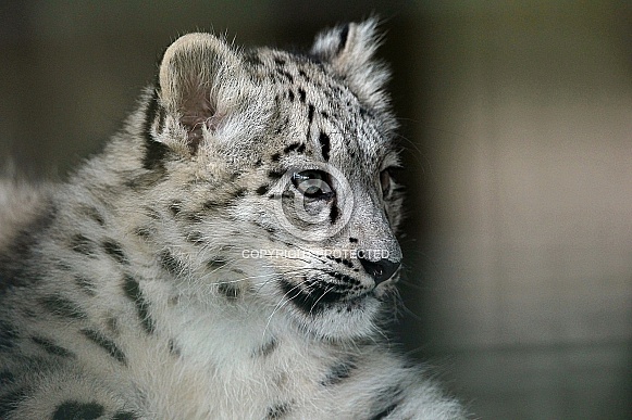 Snow Leopard Cub Snow Leopard Cub
