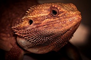 Bearded Dragon