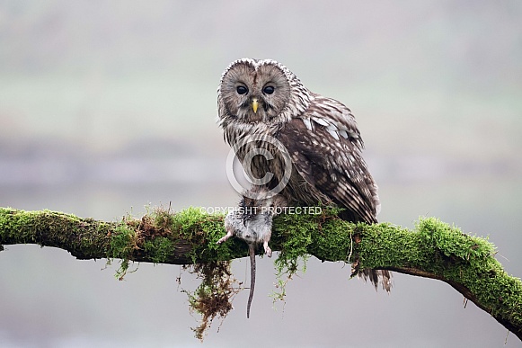 Ural owl (Strix uralensis)