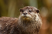 Otter
