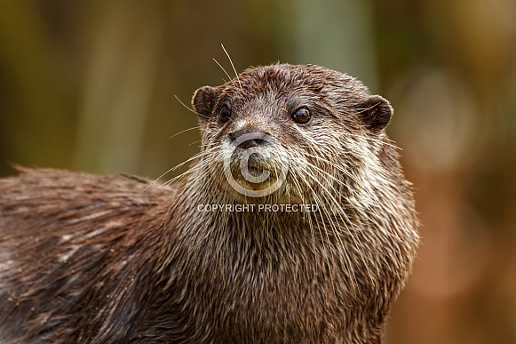 Otter