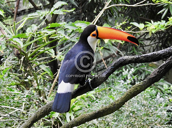 Toco Toucan Toco Toucan