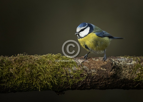 Blue Tit Blue Tit