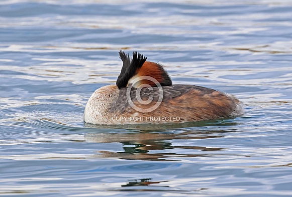 Great crested Grebe
