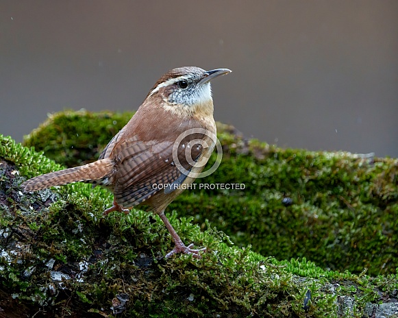 Carolina Wren