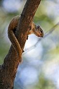 African Tree Squirrel - Botswana