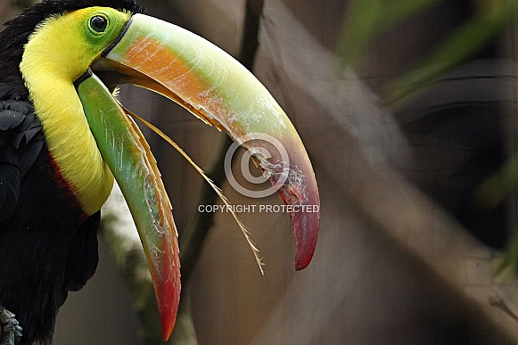 Keel-billed Toucan