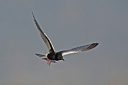 White winged Black Tern