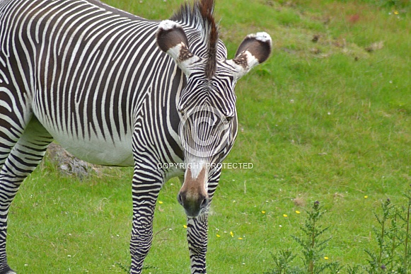 Grevy's Zebra