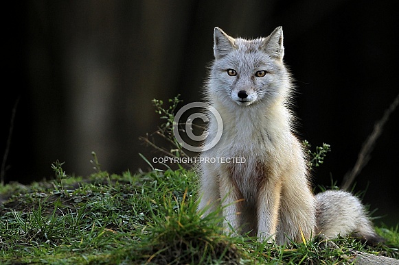 Corsac fox