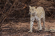 Female leopard walking