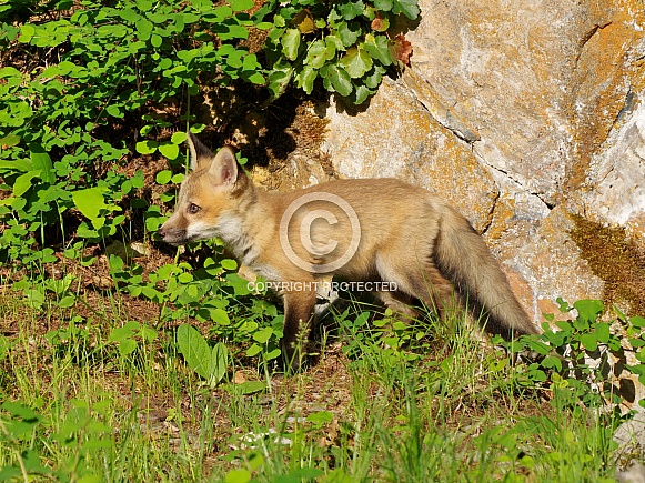 Red fox kit