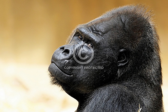 Western Lowland Gorilla