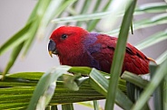 eclectus parrot (Eclectus roratus)
