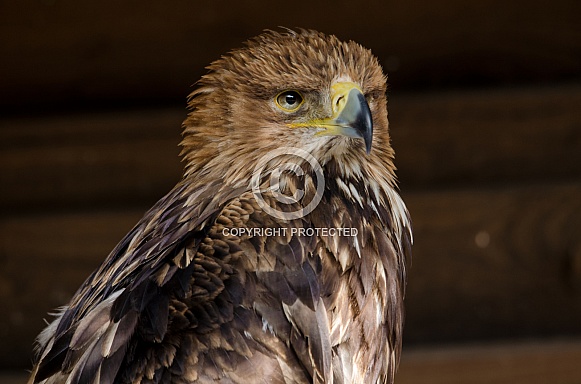 Tawny Eagle Tawny Eagle