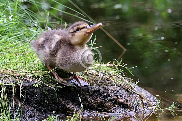 little duckling