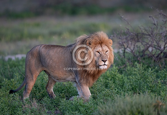 Young adult male lion walking through the grass Young adult male lion walking through the grass