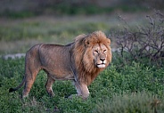 Young adult male lion walking through the grass