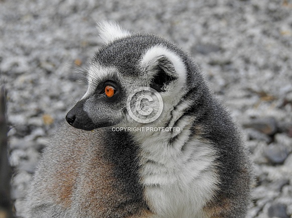 Ring-tailed Lemur