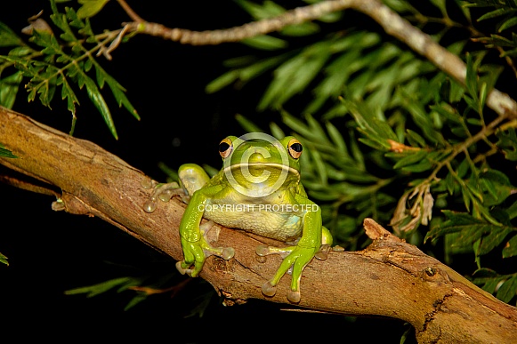 Australian Green Tree Frog