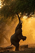 Mana Pools Elephant