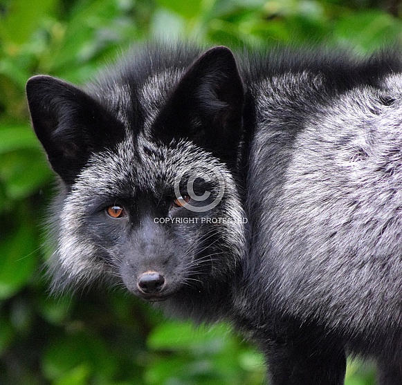 Silver Fox Silver Fox