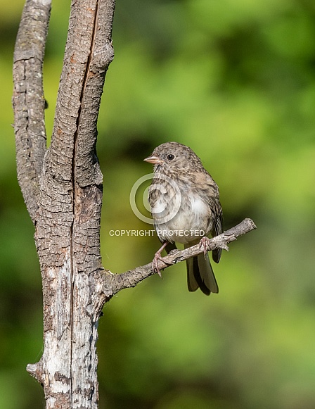 Juvenile Dark-eyed Junco in Alaska