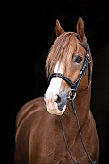 Chestnut Welsh Horse