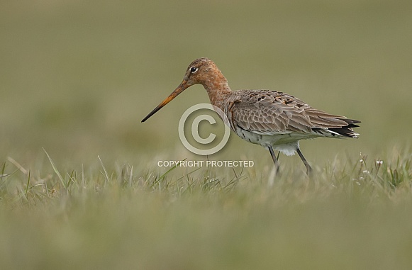 Black-tailed godwit