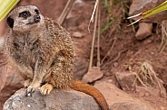 Meerkat Full Body Sitting On A Rock