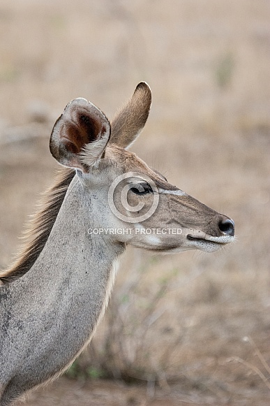 Greater Kudu Cow