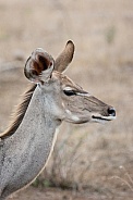 Greater Kudu Cow